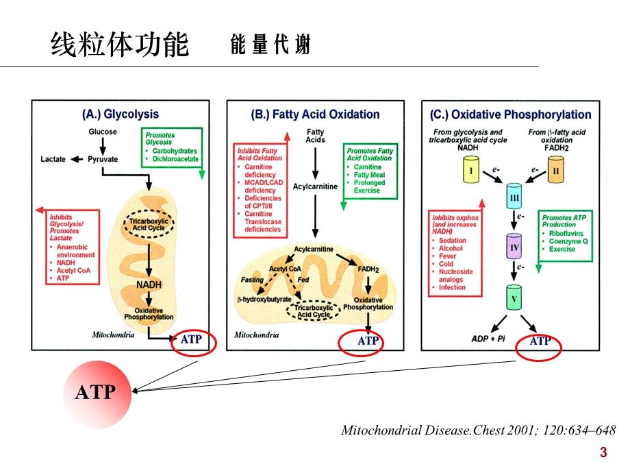 线粒体疾病的分子生物学检验课件.ppt_第3页