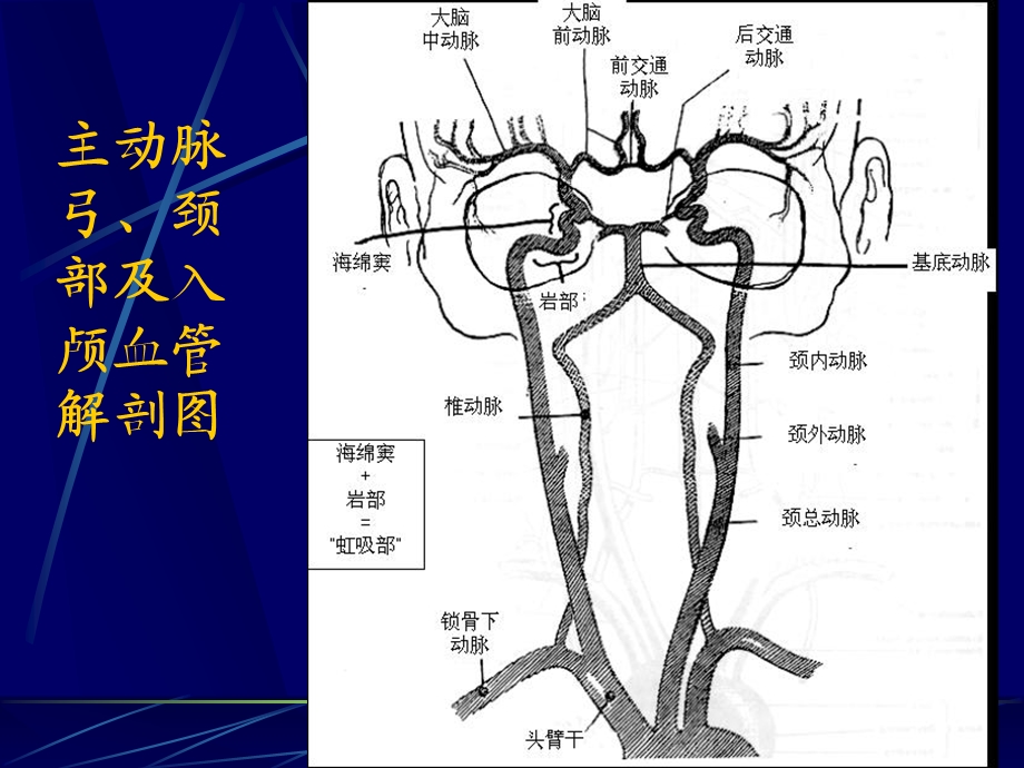 脑血管解剖及造影术课件.ppt_第2页