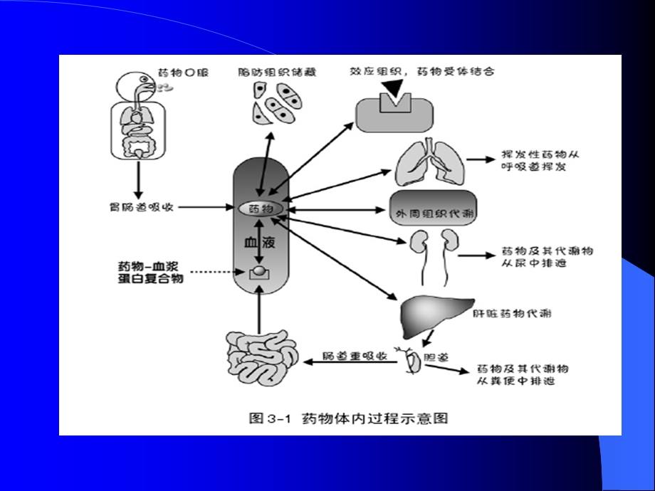 第二章药物代谢动力学课件.ppt_第2页