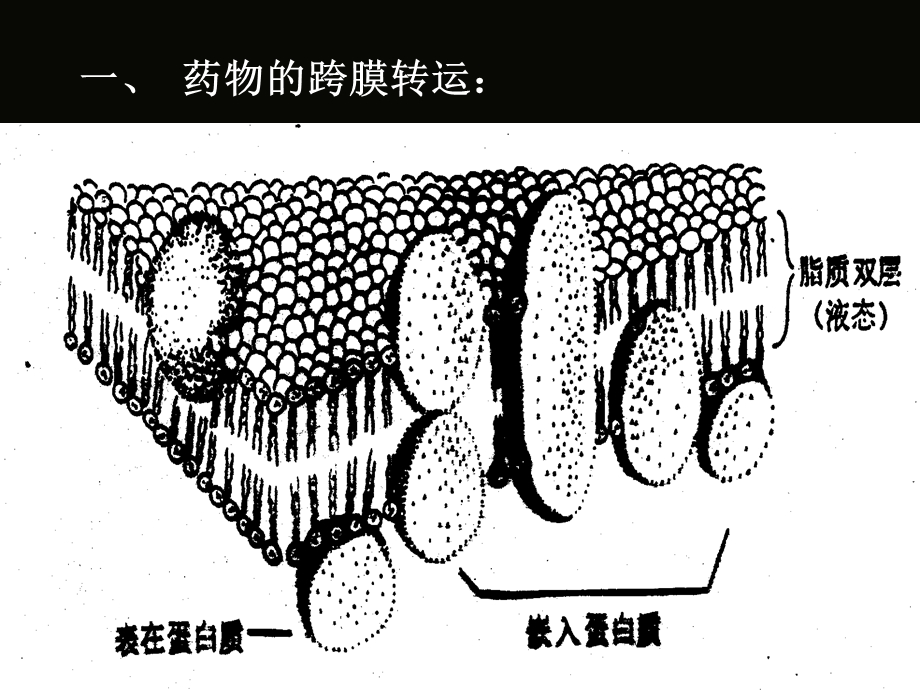 第02章 药物代谢动力学课件.ppt_第3页