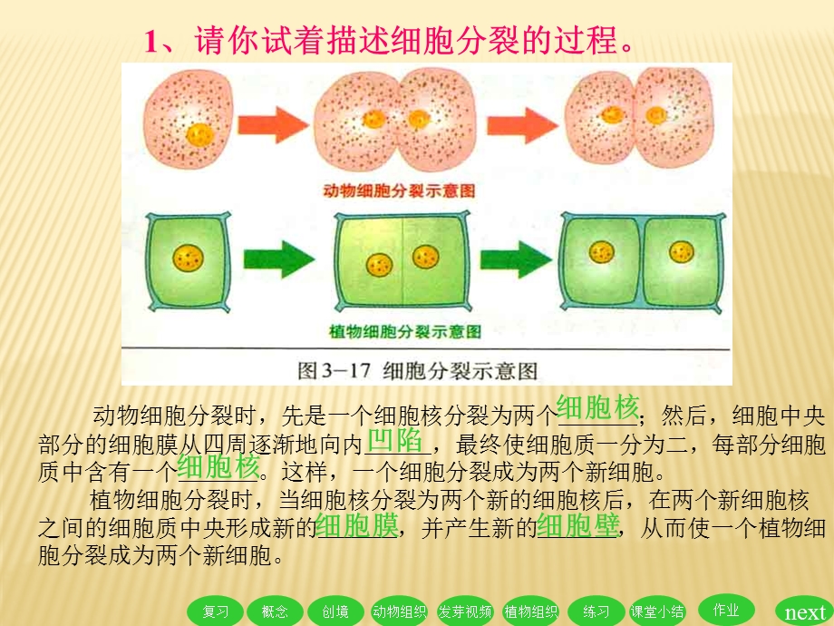 细胞分化形成组织ppt课件l.ppt_第2页