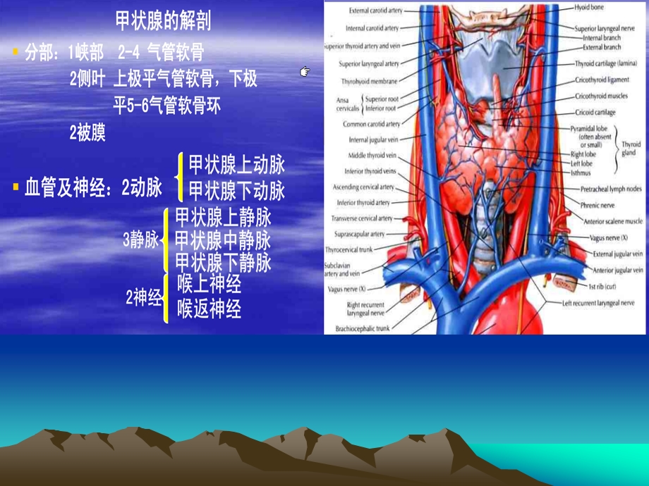 甲状腺解剖及疾病诊断课件.ppt_第2页