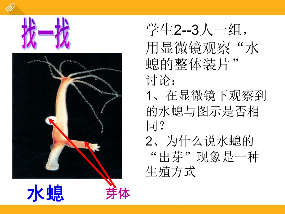 苏教版八年级下册生物 《生物的无性生殖》课件.pptx_第3页