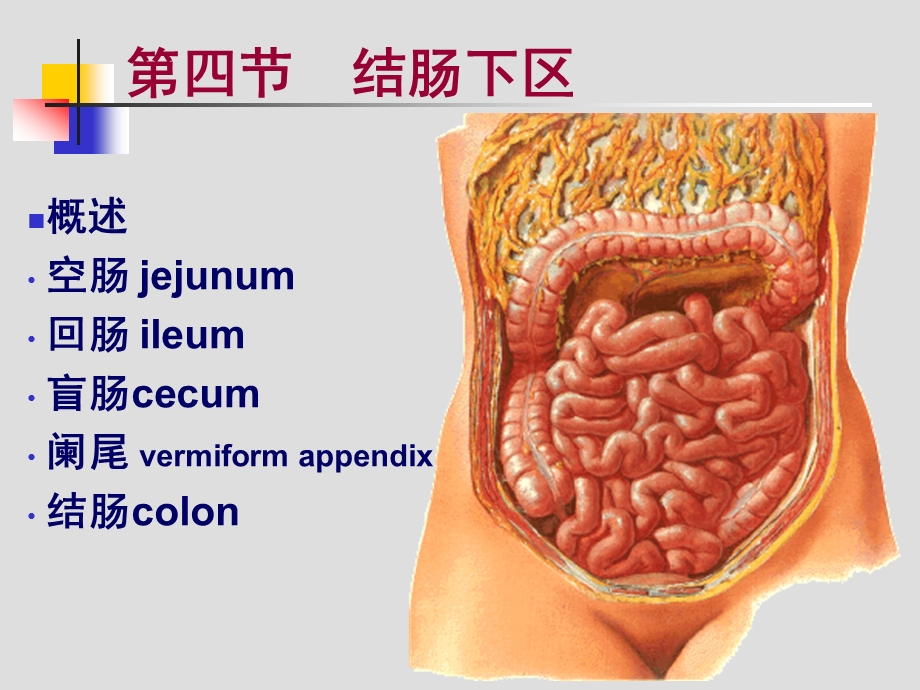 结肠下区解剖ppt课件.ppt_第2页