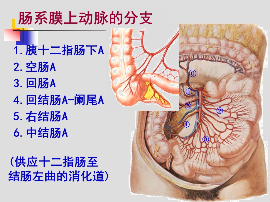 结肠下区解剖ppt课件.ppt_第3页