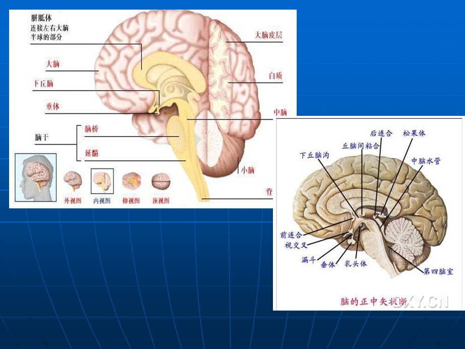 脑出血疾病查房课件.ppt_第2页