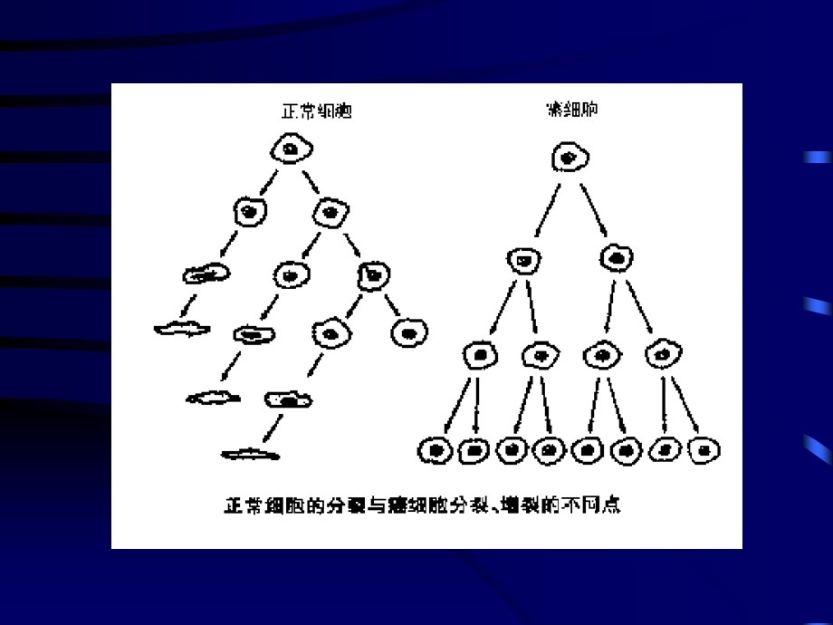 第七章 抗肿瘤课件.ppt_第3页