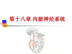 解剖 血管系统课件.ppt