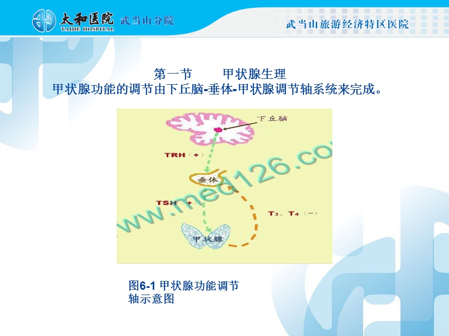 甲状腺功能测定课件.ppt_第2页