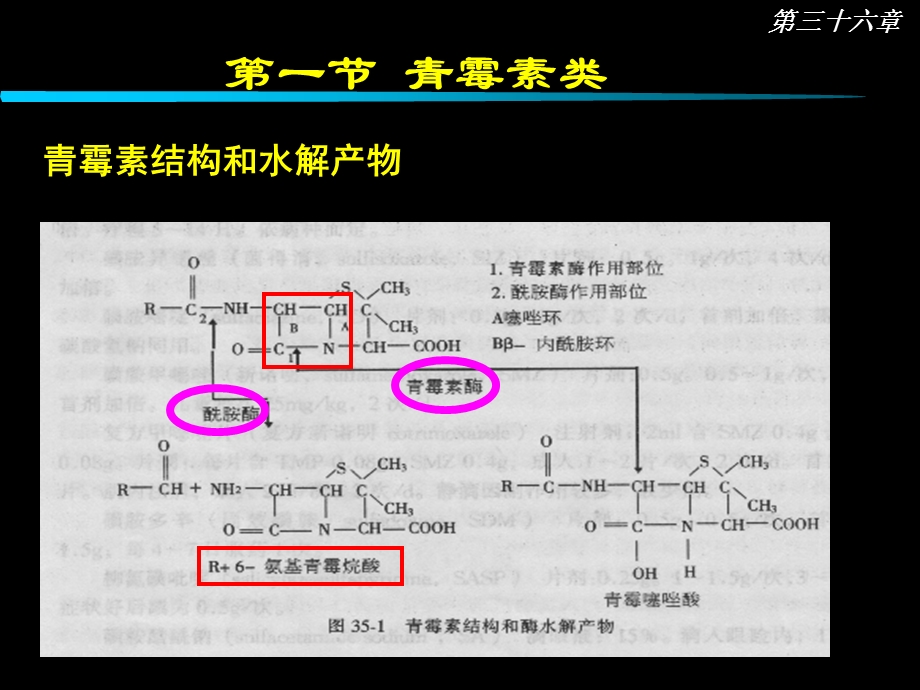 第36章 内酰胺类抗生素课件.ppt_第3页