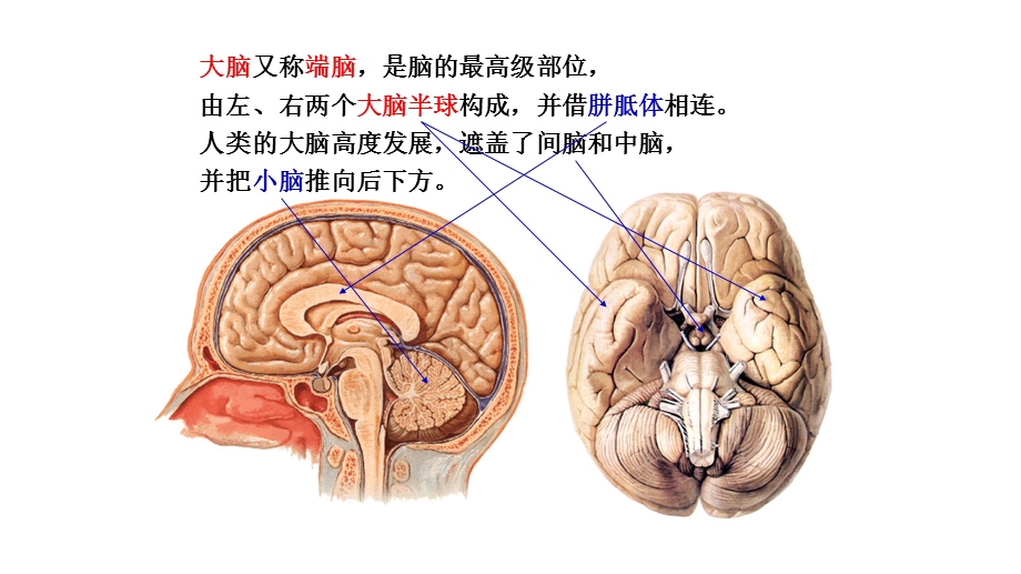 神经解剖 额叶课件.pptx_第2页