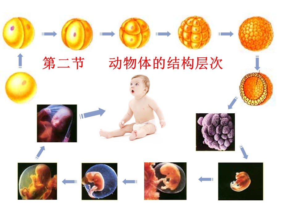 第二节动物体的结构层次课件.ppt_第1页