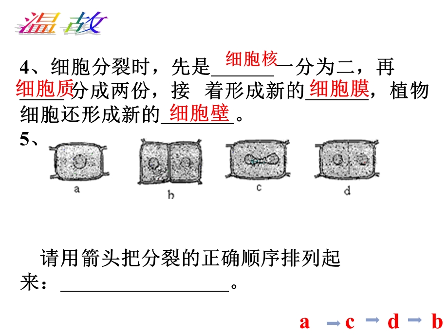 第二节动物体的结构层次课件.ppt_第3页