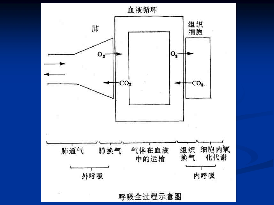 第十三章 呼吸系统病理生理学（3学时）课件.ppt_第2页