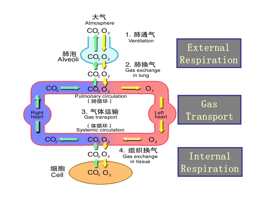 病理生理学14肺功能不全课件.ppt_第2页