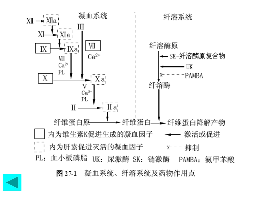 第二十五章 血液及造血系统药理课件.ppt_第3页