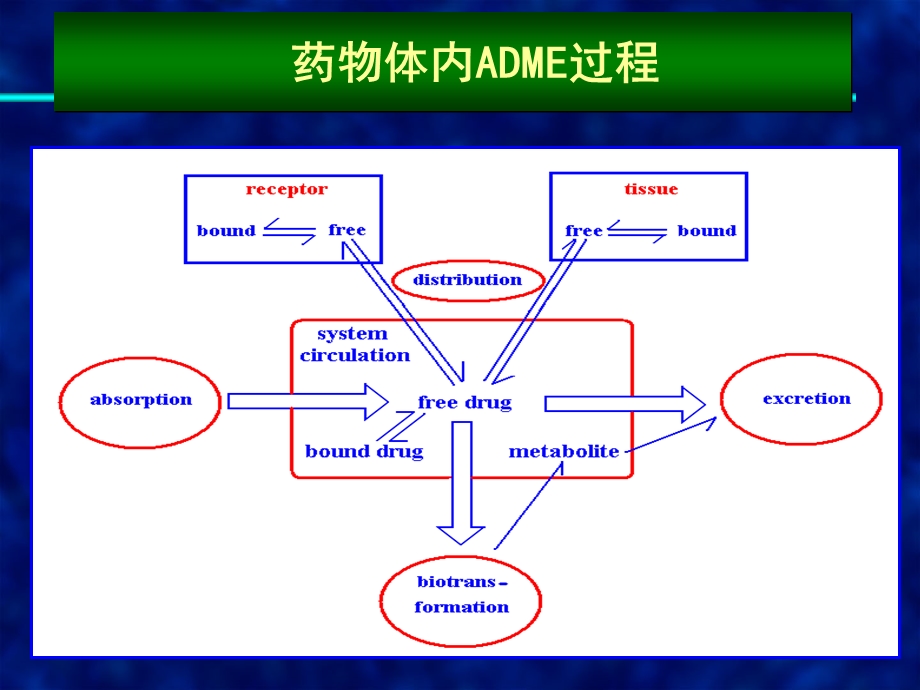 药理学 第二章 药代动力学课件.ppt_第2页