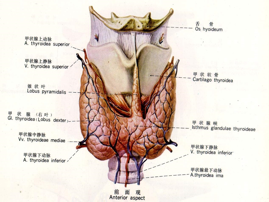 甲状腺超声诊断课件.ppt_第2页