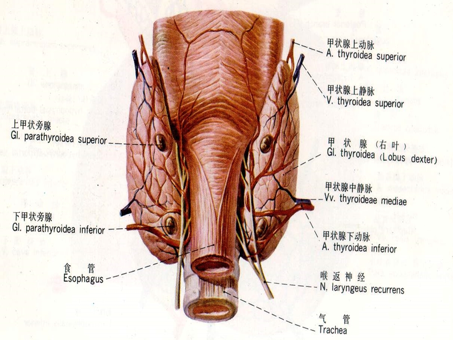 甲状腺超声诊断课件.ppt_第3页