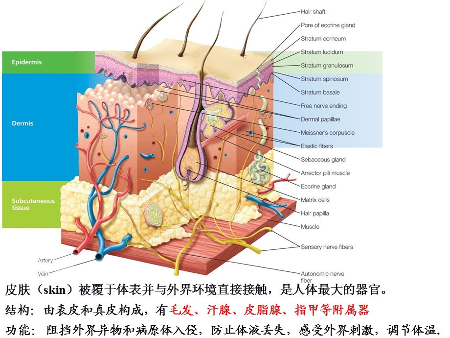 皮肤的日常护理课件.pptx_第2页