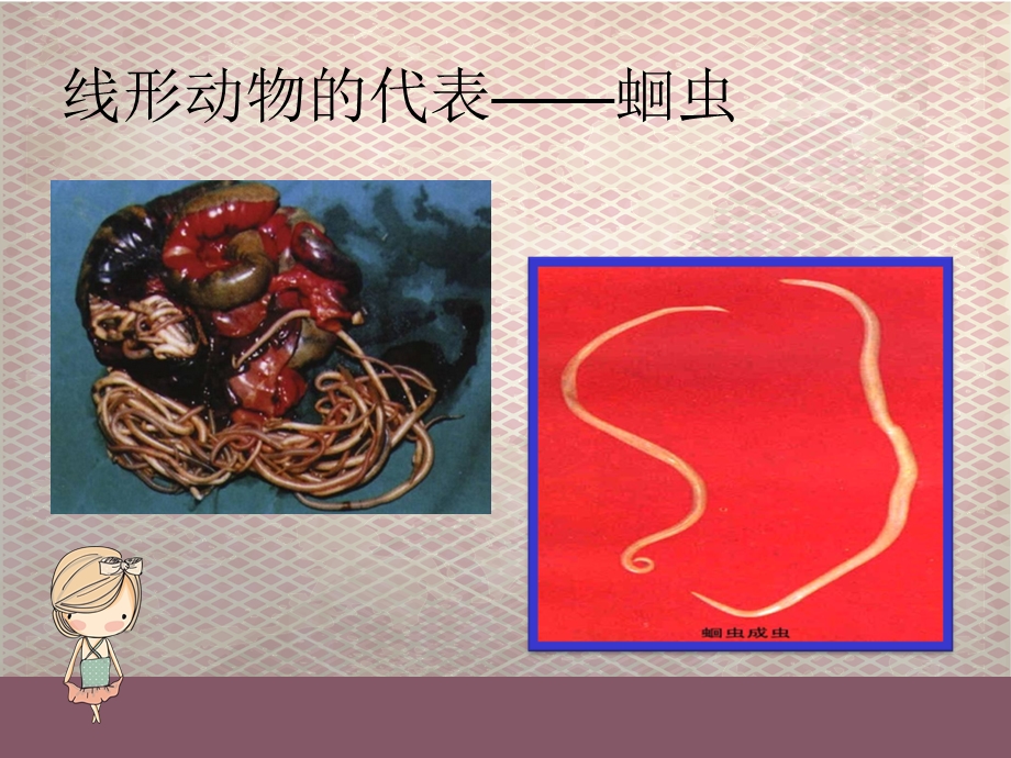 第二节线形动物和环节动物课件.ppt_第2页