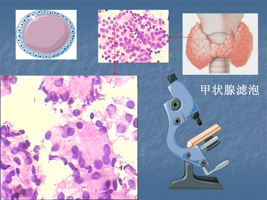 甲状腺生理基础课件.ppt_第2页