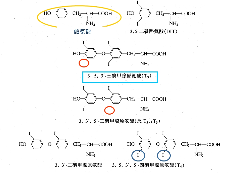 甲状腺生理基础课件.ppt_第3页