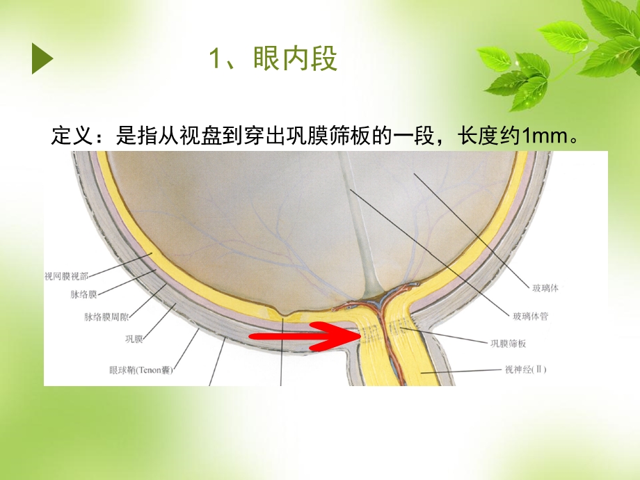 视神经萎缩伤残鉴定课件.ppt_第3页