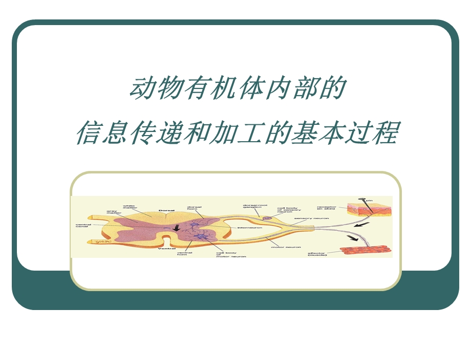 第三章神经信号传导过程课件.ppt_第1页