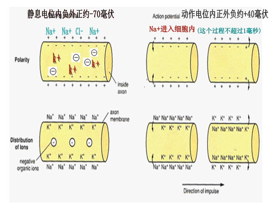 第三章神经信号传导过程课件.ppt_第2页