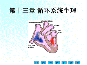 第十三章 循环系统生理 血管生理及心血管活动的调节课件.pptx