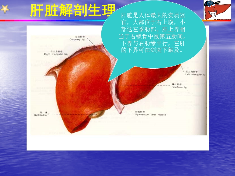 第二十一章原发性肝癌课件.ppt_第3页