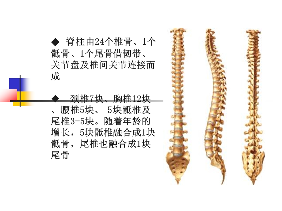 脊髓损伤及其针灸治疗简介课件.ppt_第2页