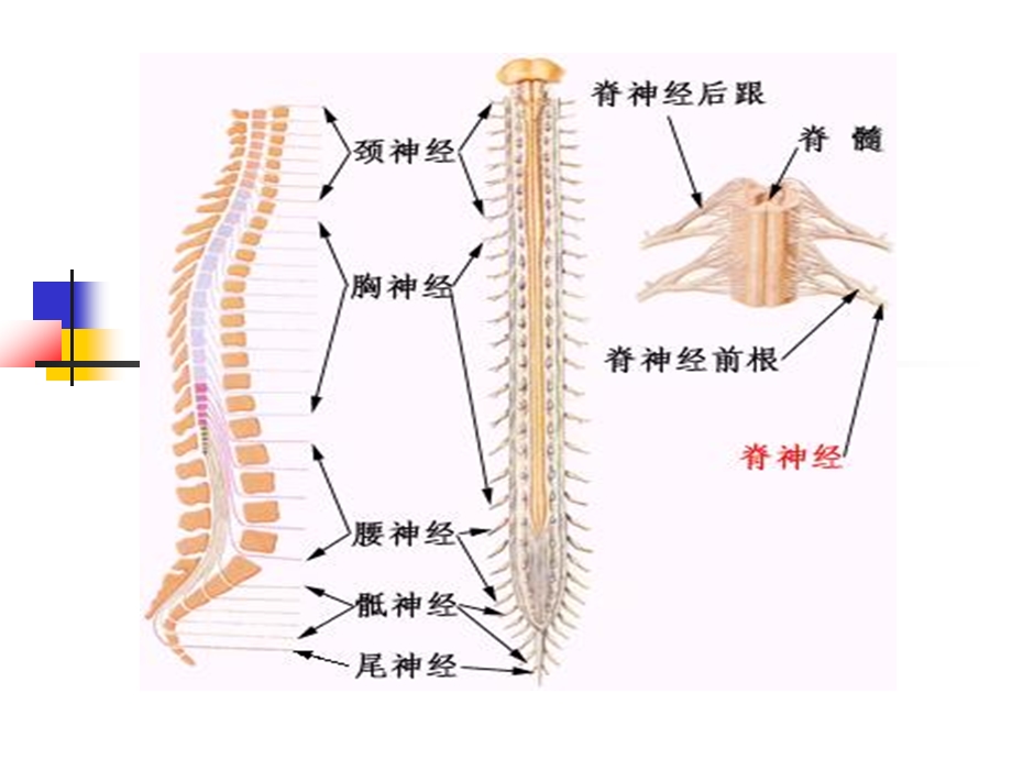 脊髓损伤及其针灸治疗简介课件.ppt_第3页