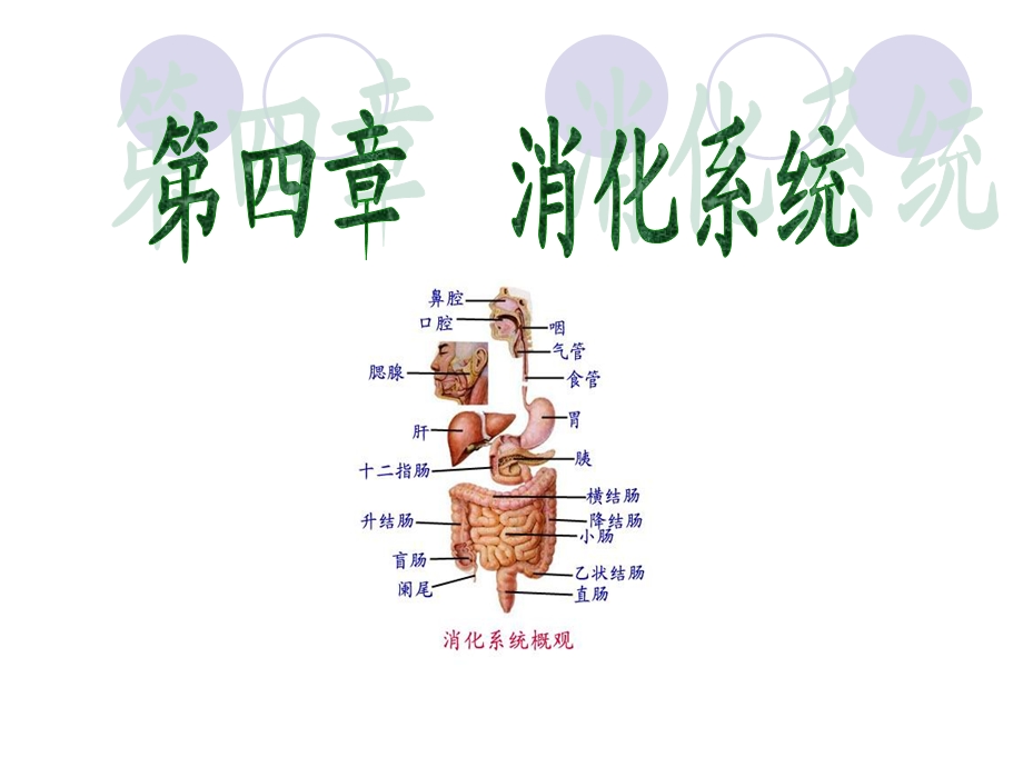 解剖学第四章消化系统课件.ppt_第1页