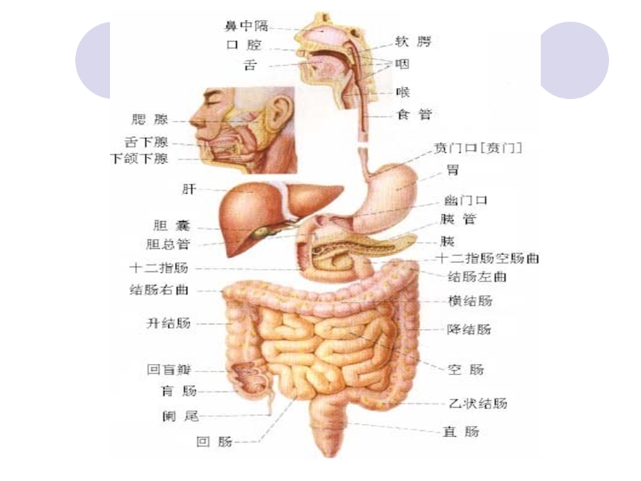 解剖学第四章消化系统课件.ppt_第2页