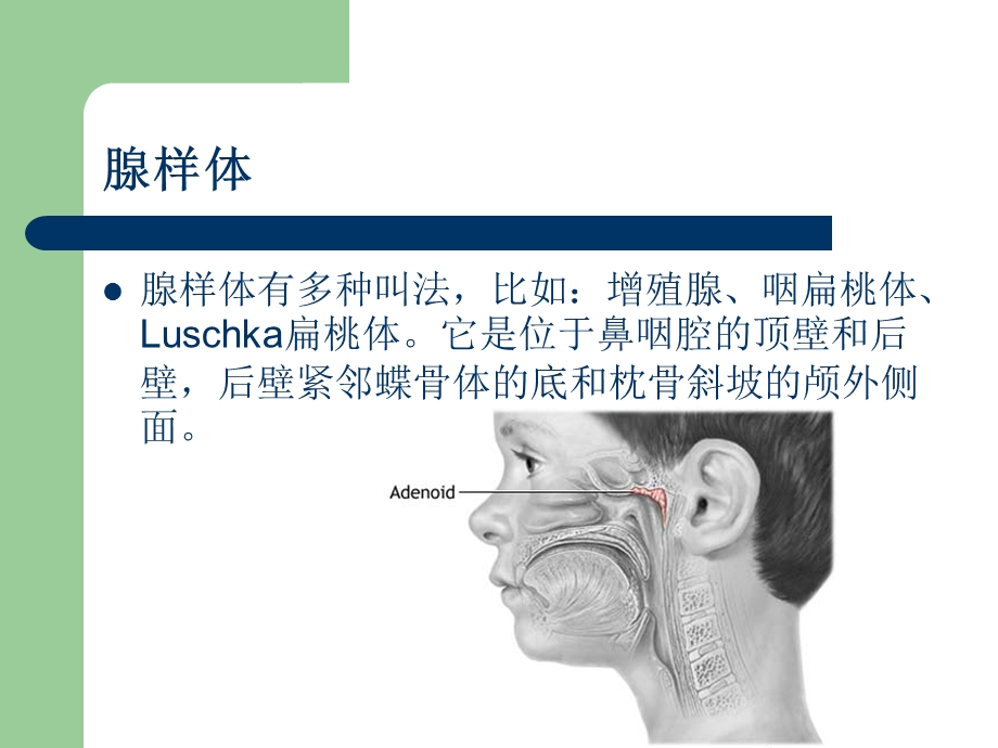 腺样体肥大的X线测量教材课件.ppt_第2页