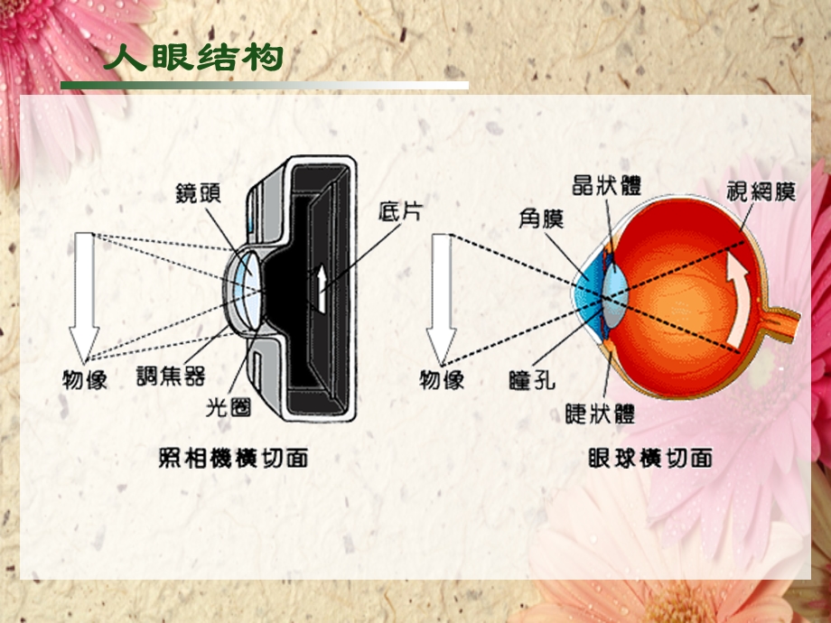 白内障讲座课件.ppt_第2页