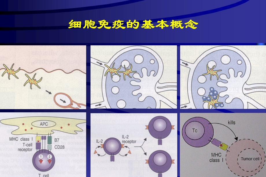 肿瘤的生物治疗课件.ppt_第3页