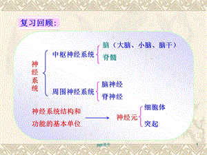 第三节神经调节的基本方式课件.ppt