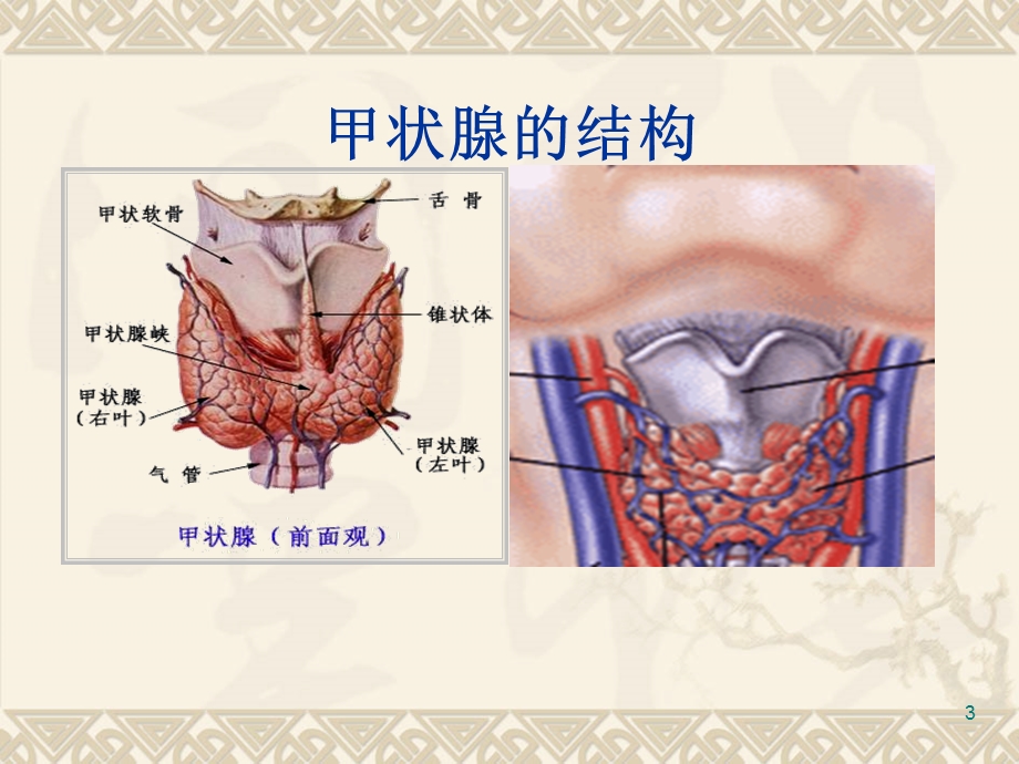 第四节甲状腺功能亢进症课件.ppt_第3页