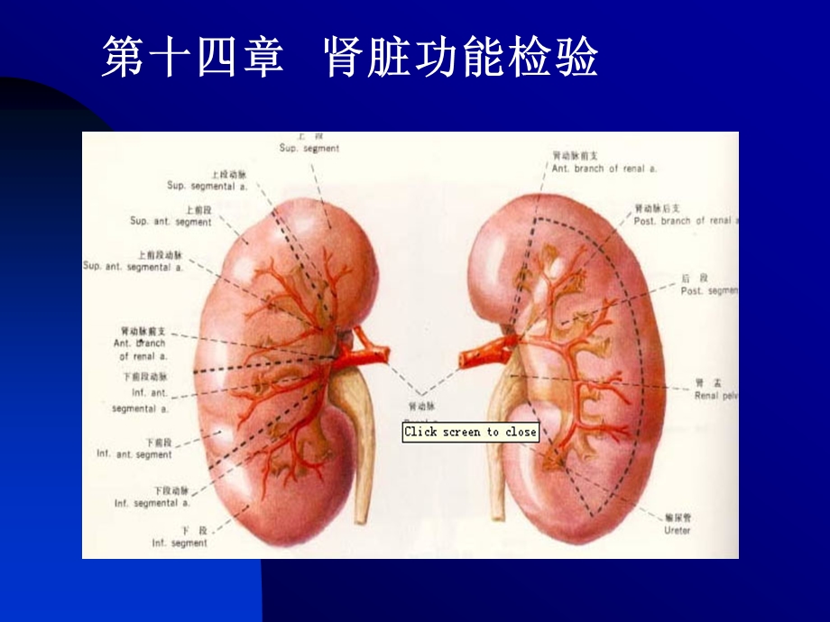 肾脏功能检验课件.ppt_第1页