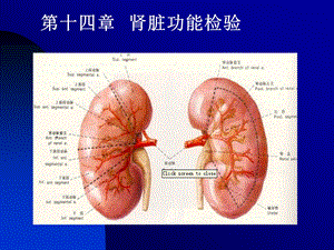 肾脏功能检验课件.ppt