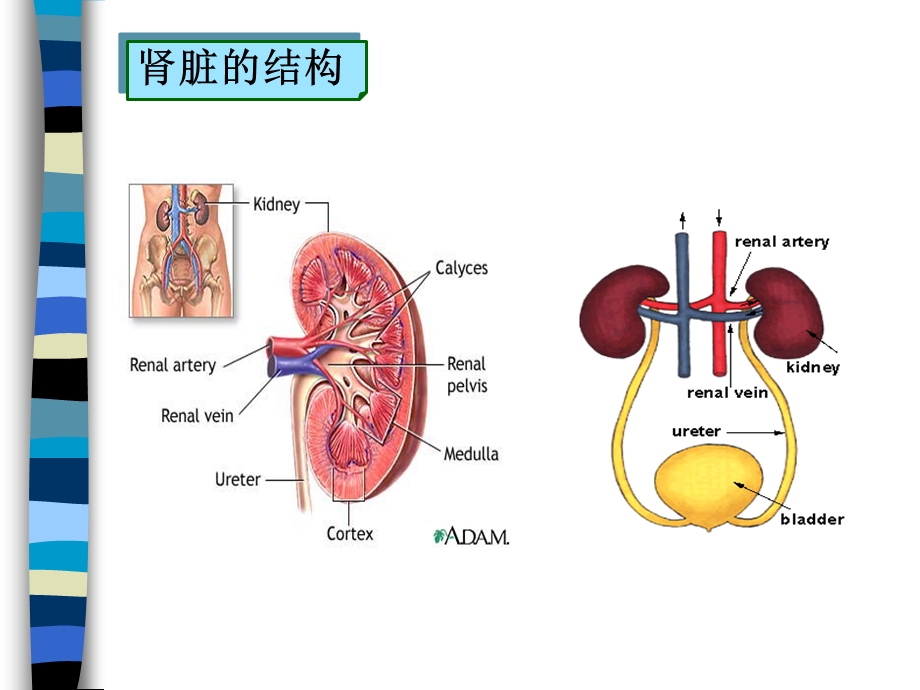 第13章 利尿药课件.ppt_第3页