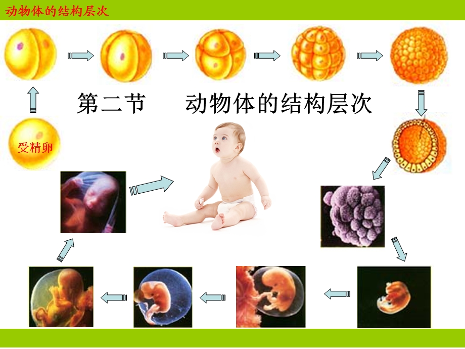 第二节 动物体的结构层次课件.ppt_第2页