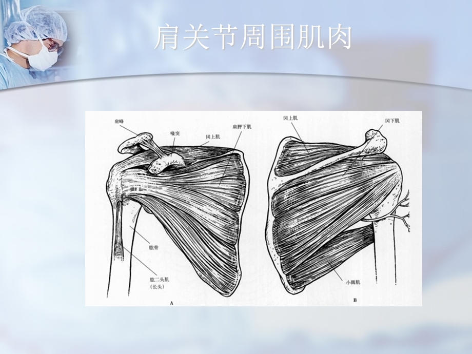 肱骨近端骨折课件.ppt_第3页