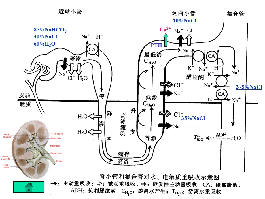 第二十四章：利尿药和脱水药课件.ppt_第3页