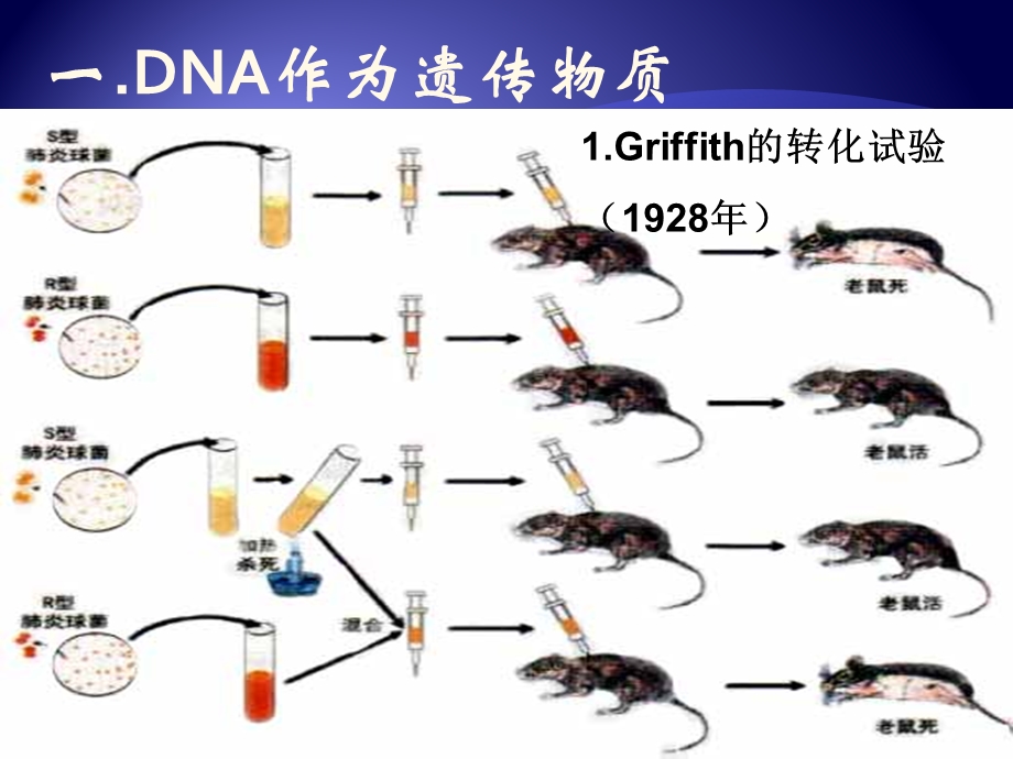 第八章 微生物遗传课件.pptx_第2页