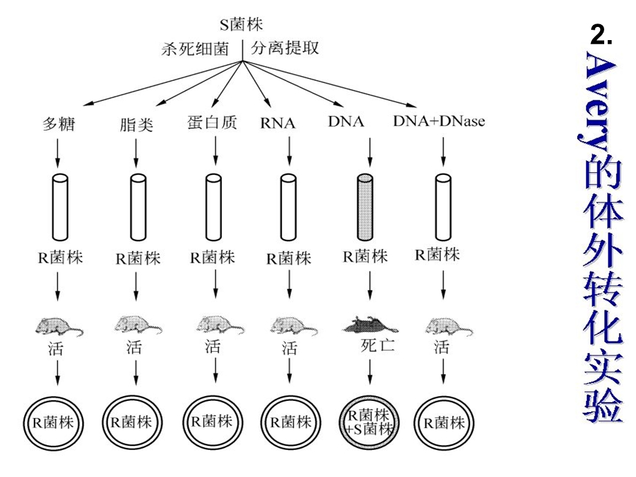 第八章 微生物遗传课件.pptx_第3页