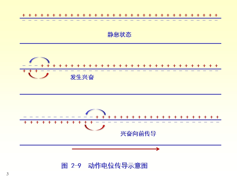 生理学图表课件.pptx_第3页